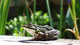green pond frog in wildlife