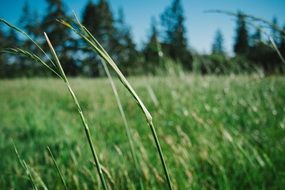 tall green grass on a summer field