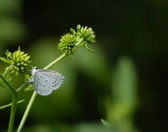 small blue butterfly on green plant