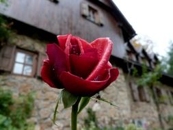 closeup picture of romantic red rose in the garden