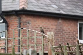 bird on the fence near the brick house