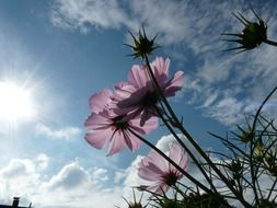 light pink flowers under the bright sun