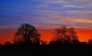 forest trees against the orange sky during sunset