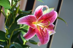 beautiful pink white lily flower
