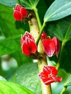 irresistible plant red tropical