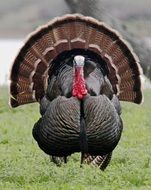 portrait of wild turkey on green grass