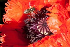 ornamental poppies with a bee inside