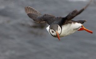 puffin with orange beak flies in the wild