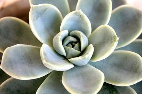 stone rose is an ornamental plant