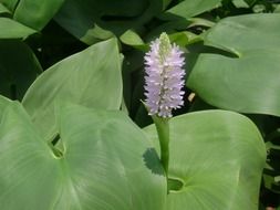 impressive water lily