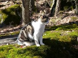 cat on green grass in the forest