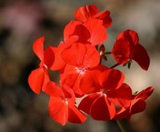 bright red geraniums in a flowerbed