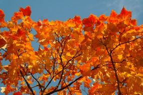 golden yellow maple foliage in autumn