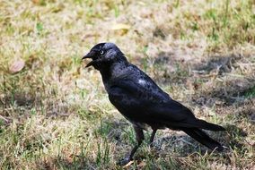 black crow on the ground