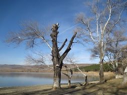 trees near lisi lake in tbilisi on a sunny day