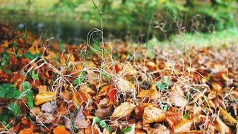 bright autumn foliage in the park close up