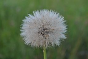 fluffy white dandelion close up