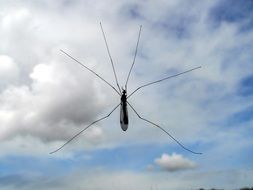 mosquito in flight