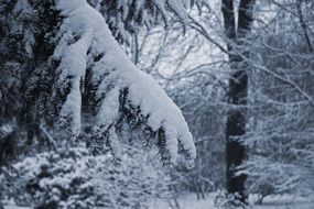 heavy snow on tree branches in the forest