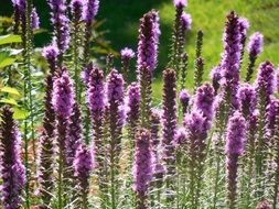 Purple liatris flowers