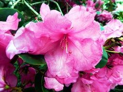 blooming pink rhododendron in the garden