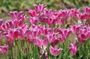 tulip farm vivid landscape