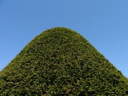 evergreen ornamental plant