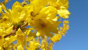 yellow Forsythia closeup