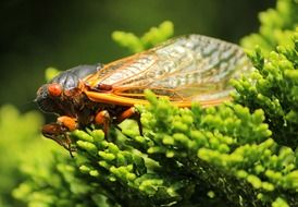 closeup of a cicada insect