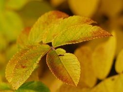 autumn yellow leaves close up