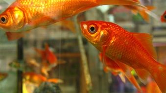 goldfish swim in the aquarium