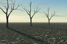 three dead trees in the desert