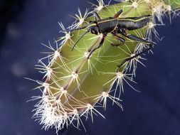 black beetle on a cactus with spikes close-up