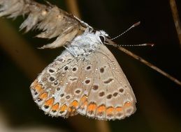 butterfly on a dry stalk of a plant in the dark