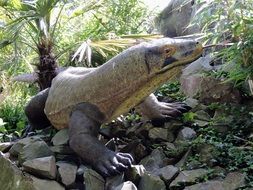 Lizard in wildlife