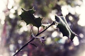 Branch of a bush with leaves