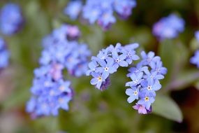 impressive forget me not flower