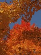 orange, yellow and red leaves on a tree in September