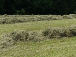 landscape of mown grass in a meadow