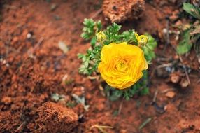 closeup photo of summer bright yellow flower in the garden