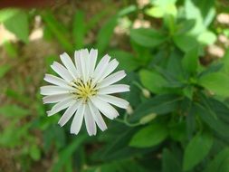 white flower with pointed petals close-up