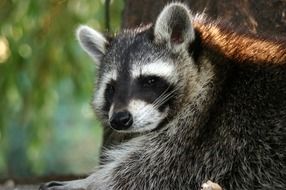 cute raccoon with beautiful color