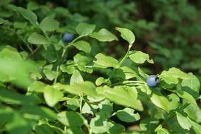 blueberry plants in wild