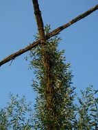 growing plants on a wooden cross