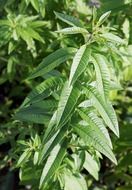 lemon verbena herbs plant spice