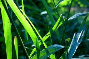 reed in the pond
