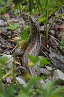 grey lizard reptile in forest