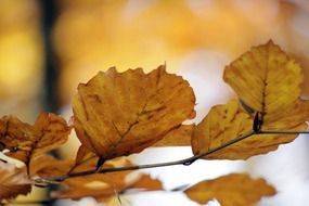dry autumn leaves