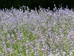 lavender field in summertime