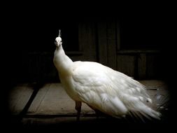 white peacock in darkness